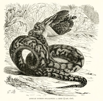 African Python Swallowing a Bird by English School